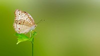 Butterfly in nature. Free public domain CC0 photo.