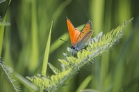 Butterfly in nature. Free public domain CC0 photo.