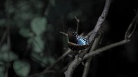 Butterfly in nature. Free public domain CC0 photo.