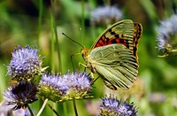 Butterfly on flower. Free public domain CC0 photo.