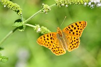 Butterfly on flower. Free public domain CC0 photo.