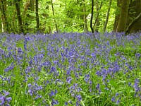 Bluebells in forest. Free public domain CC0 image.