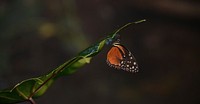 Beautiful butterfly in nature. Free public domain CC0 photo.