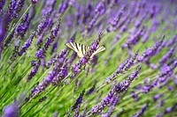 Beautiful butterfly on flower. Free public domain CC0 photo/image. 