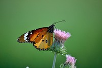 Butterfly on flower. Free public domain CC0 photo.