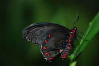 Butterfly in nature. Free public domain CC0 photo.