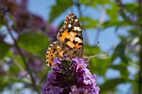 Butterfly on flower. Free public domain CC0 photo.