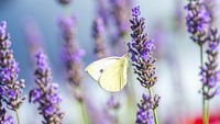 Butterfly and lavender. Free public domain CC0 image.