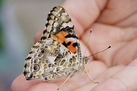 Butterfly on hand. Free public domain CC0 photo.