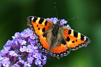 Butterfly on flower. Free public domain CC0 photo.