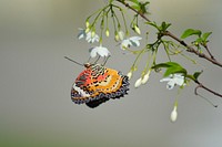 Butterfly on flower. Free public domain CC0 photo.