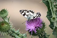 Pink thistle background. Free public domain CC0 photo.