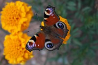 Butterfly on flower. Free public domain CC0 photo.