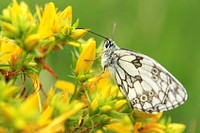 Butterfly on flower. Free public domain CC0 photo.