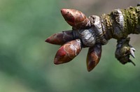 Tree bud in spring. Free public domain CC0 photo.