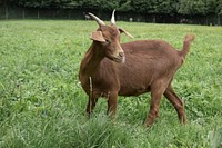 Baby goat. Free public domain CC0 image.