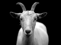 Goat black and white photo. Free public domain CC0 image.