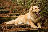 Golden retriever. Free public domain CC0 photo.