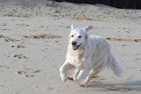 Golden retriever. Free public domain CC0 photo.