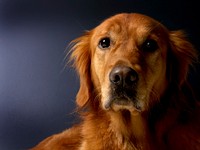 Golden retriever. Free public domain CC0 photo.