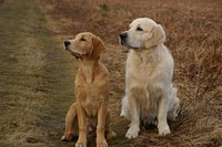 Brown & white dog sitting together. Free public domain CC0 photo.