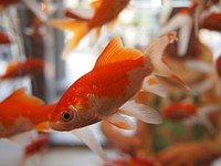 Goldfishes close up. Free public domain CC0 photo.