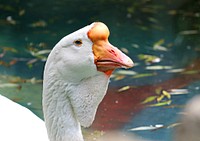 White goose face close up. Free public domain CC0 photo.