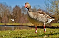 Greylag goose close up. Free public domain CC0 photo.