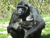 Gorilla photo. Free public domain CC0 image.
