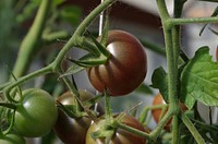 Closeup on tomatoes growing on plant. Free public domain CC0 image. 