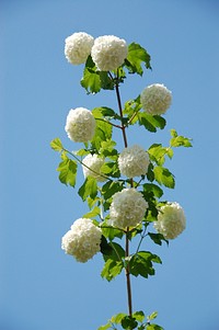 White hydrangea. Free public domain CC0 image.