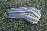 Zucchini on grass. Free public domain CC0 photo.