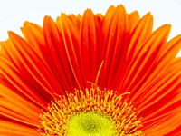 Orange gerbera. Free public domain CC0 image.