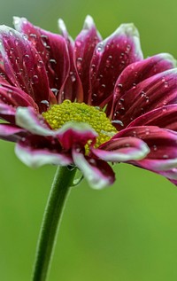 Red flower. Free public domain CC0 image.