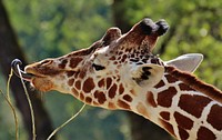 Giraffe face image. Free public domain CC0 photo.