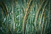 Agricultural cornfield. Free public domain CC0 photo.