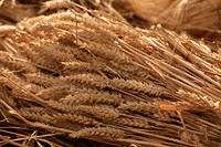 Wheat field, agriculture industry. Free public domain CC0 photo.