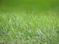 Green grass field. Free public domain CC0 photo.