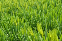 Green grass field. Free public domain CC0 photo.