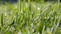 Water drops on grass. Free public domain CC0 photo.