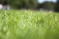 Green grass field. Free public domain CC0 photo.