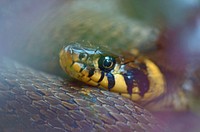 Snake & reptile animal. Free public domain CC0 image