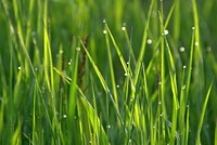 Water drops on grass. Free public domain CC0 photo.