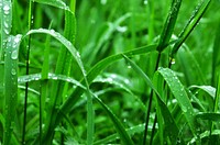 Grass photo. Free public domain CC0 image.