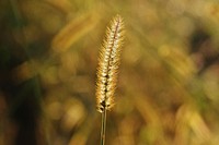 Setaria pumila grass close up. Free public domain CC0 photo.