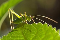 Grasshopper photo. Free public domain CC0 image.