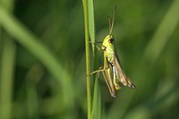 Grasshopper photo. Free public domain CC0 image.