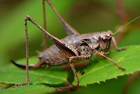 Grasshopper photo. Free public domain CC0 image.