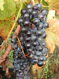 Closeup on red grape plant. Free public domain CC0 photo.