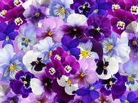 Purple pansy background. Free public domain CC0 photo.